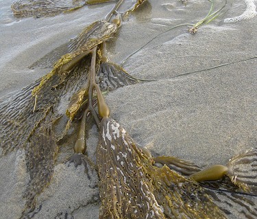 sea-legs