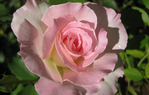 love is everything…